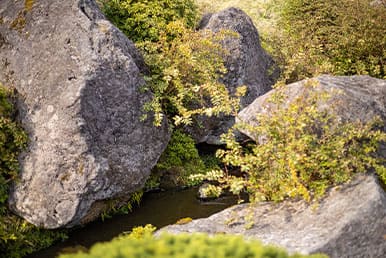 森林の香り　岩と草花