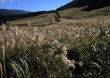 Sengokuhara Pampas Grass Field