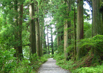 Cedar Trees of Hakone Old Road