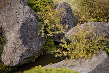 アクティビティ